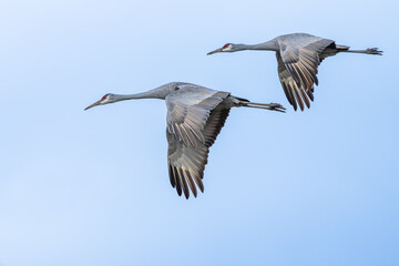 Sandhill Cranes flying over a marsh