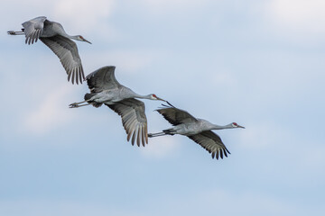 Sandhill Cranes flying over a marsh