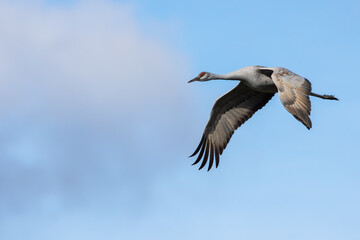 A Sandhill Crane flying over a marsh