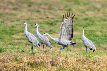 A Sandhill Crane taking off from a field