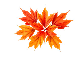 autumn leaves isolated on transparent background 