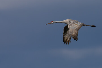 A Sandhill Crane flying over a marsh