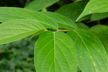 green leaves background