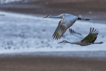 Sandhill Cranes flying over a marsh