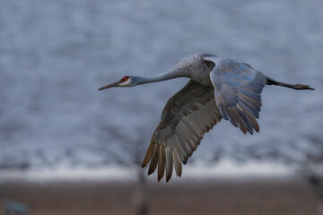A Sandhill Crane flying over a marsh