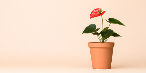 Vibrant red flower in terracotta pot against a soft beige background.  Simple, elegant indoor plant.