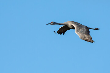 A Sandhill Crane flying over a marsh