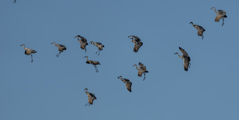 A sky filled with Sandhill Cranes