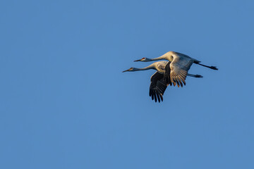 Sandhill Cranes flying over a marsh