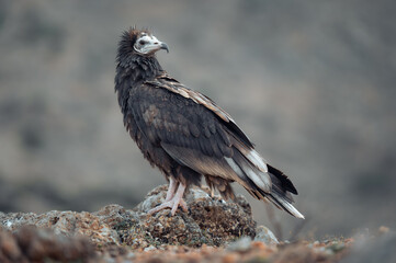 Egyptian vulture, neophron percnopterus, sitting on the ground, threatened in wild but abundant on an island of Socotra, Yemen