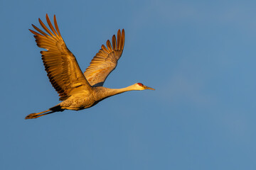 A Sandhill Crane flying over a marsh