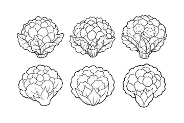 Cauliflower (Brassica oleracea var. botrytis) design, labeled line art vector illustration