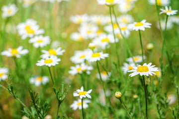 Сhamomile (Matricaria recutita), blooming plants in the spring meadow on a sunny day, closeup