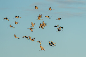 A sky filled with Sandhill Cranes