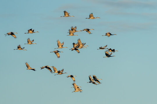 A sky filled with Sandhill Cranes