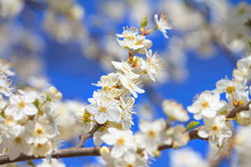 Fototapeta premium Spring background - flowers of apple tree on the background of a blooming garden, closeup