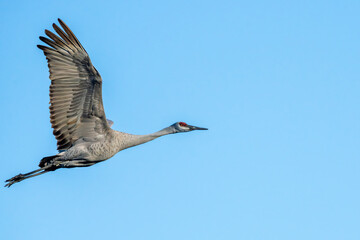 A Sandhill Crane flying over a marsh