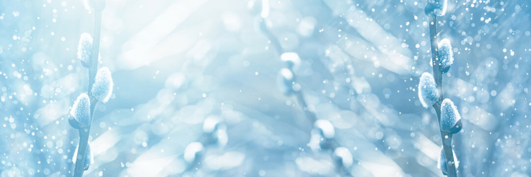 Blooming willow branches in early spring in the forest, banner, close-up with space for text