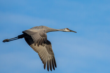 A Sandhill Crane flying over a marsh