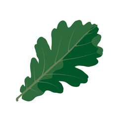 Green oak leaf resting on a plain background showcasing its unique shape and texture