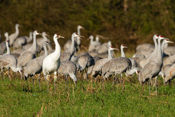 A Whooping Crane feeding in a field with Sandhill Cranes
