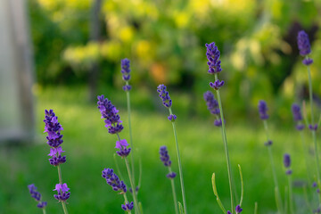 Blooming lavender in purple color.