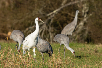 A Whooping Crane feeding in a field with Sandhill Cranes
