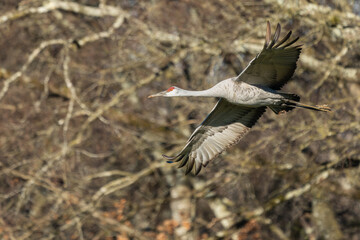 A Sandhill Crane flying past trees