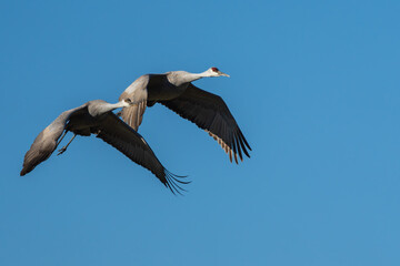 Sandhill Cranes flying over a marsh