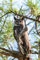 Horned Owl