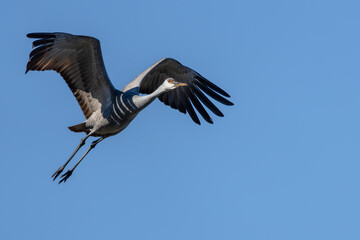 A Sandhill Crane flying over a marsh