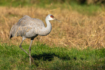 Obraz premium A Sandhill Crane feeding in a grass field