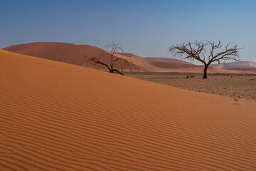 Beautiful Trees in the Namibian Desert - Namibia