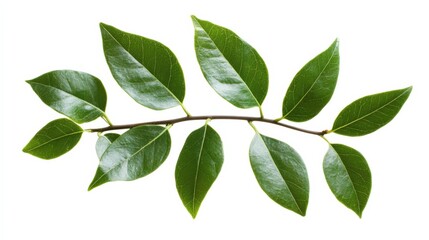 a branch with green leaves on a white background
