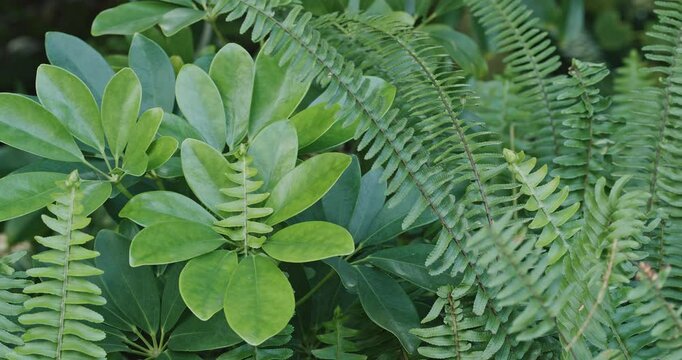 Chengdu, Sichuan, China. Green Leafs Of Heptapleurum And Ferns Leaves Green Foliage Natural Floral Background. Ferns Leaves Green Foliage In Summer Forest. Green Fern Bushes. Heptapleurum Or