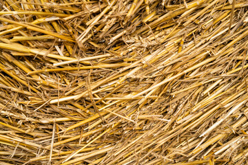 Close-up of dry straw - texture.