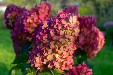 Beautiful summer flowers, hydrangeas