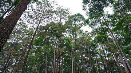 Beautiful Forest with Tall Green Trees Under Clear Sky