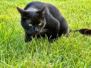 A black cat sitting attentively on a green grassy lawn, with its bright green eyes focused on something in the distance, radiating elegance and curiosity.