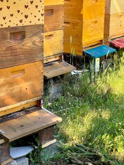 A set of colorful beehives in a lush green garden on a sunny day, surrounded by trees and wild vegetation, emphasizing sustainable beekeeping.