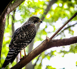 Hawk in different poses