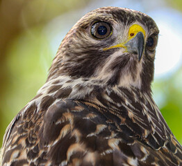 Hawk in different poses
