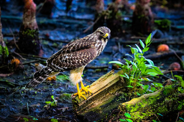 Hawk in different poses