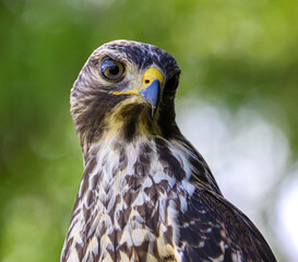 Hawk in different poses