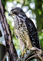 Hawk in different poses