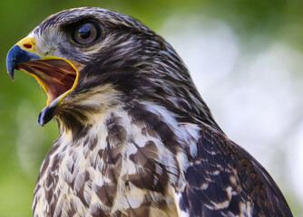Obraz premium Hawk in different poses