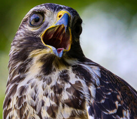 Hawk in different poses