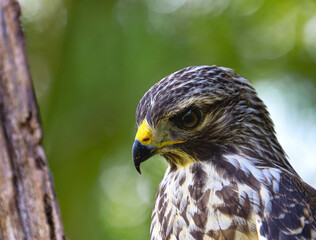 Hawk in different poses