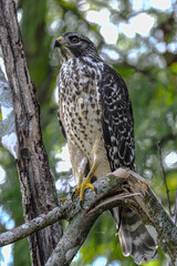 Hawk in different poses