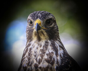 Hawk in different poses